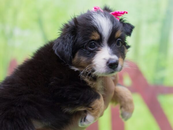 Toy Australian Shepherd DOG Female Tri Color 12873 Petland Wichita, Kansas