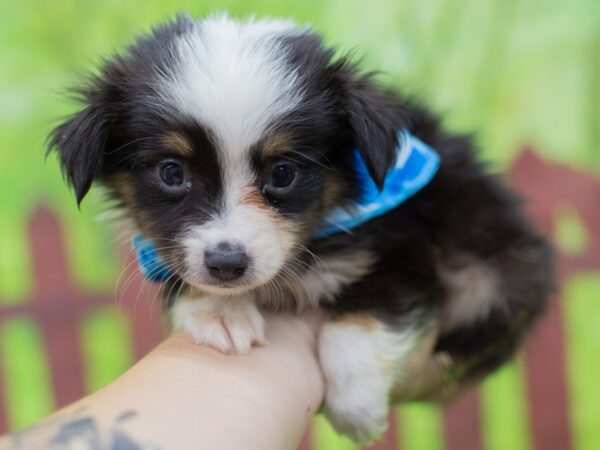 Toy Australian Shepherd DOG Male Tri Color 12872 Petland Wichita, Kansas