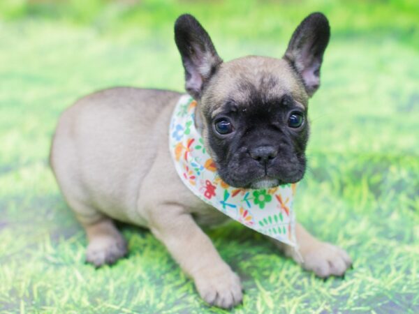 French Bulldog DOG Female Fawn with Black Mask 12871 Petland Wichita, Kansas