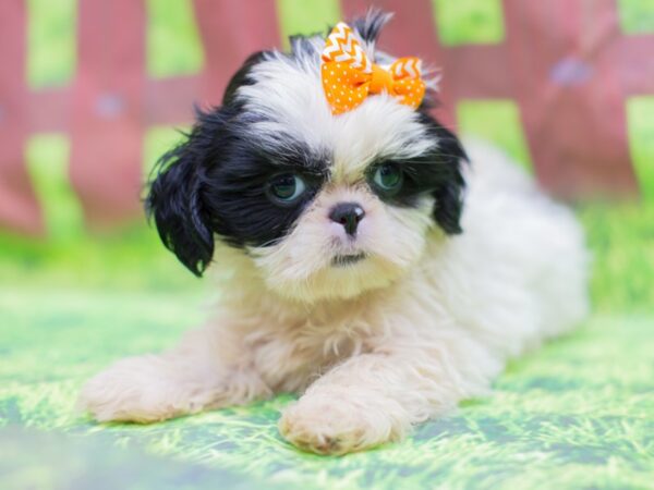 Shih Tzu DOG Female Black and White 12870 Petland Wichita, Kansas