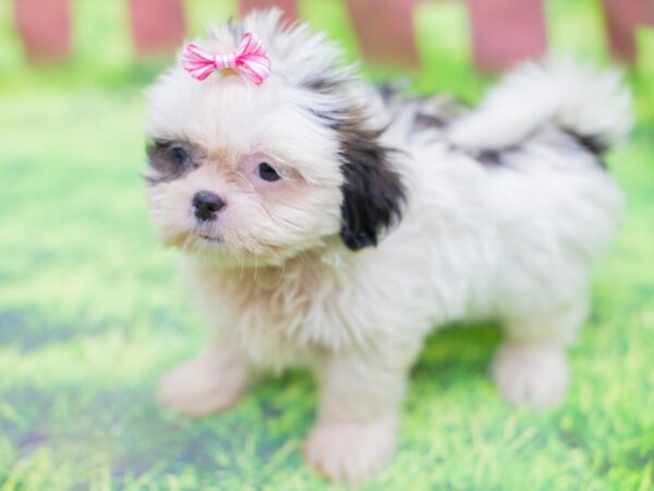 Shih Tzu DOG Female Chocolate and White 12869 Petland Wichita, Kansas