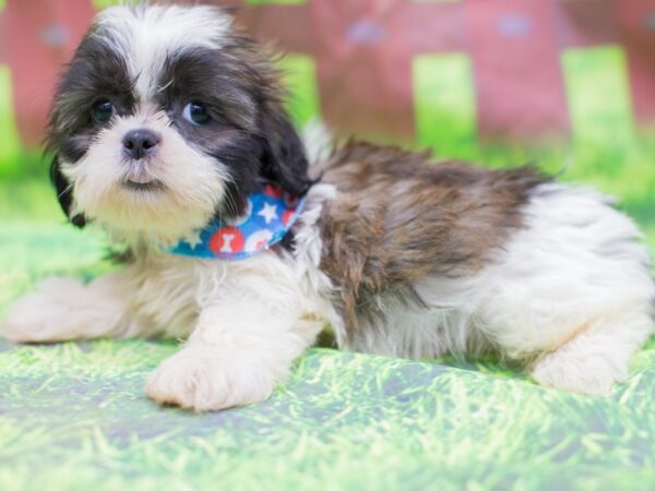 Shih Tzu DOG Male Brindle and White 12868 Petland Wichita, Kansas