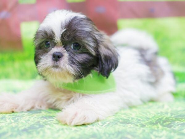 Shih Tzu DOG Male Brindle and White 12867 Petland Wichita, Kansas