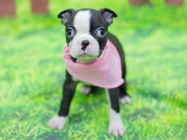 Boston Terrier-DOG-Female-Black and White-12865-Petland Wichita, Kansas