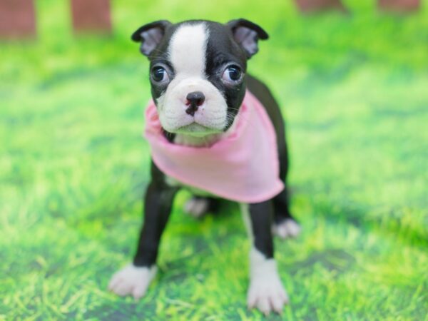 Boston Terrier DOG Female Black and White 12865 Petland Wichita, Kansas