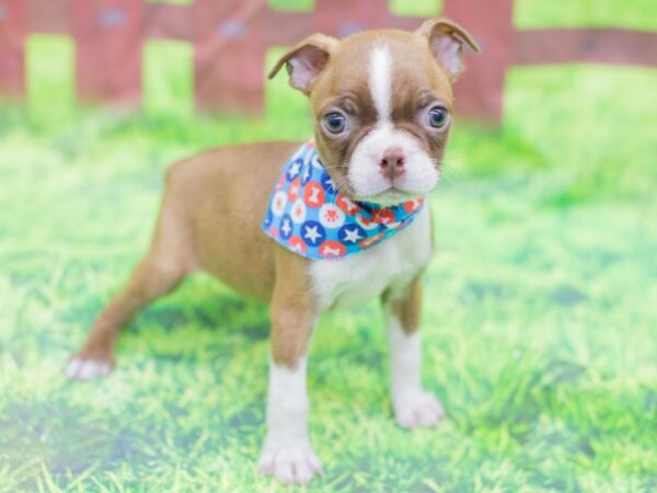 Boston Terrier-DOG-Male-Red and White-12864-Petland Wichita, Kansas