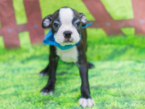 Boston Terrier DOG Male Black and White 12863 Petland Wichita, Kansas