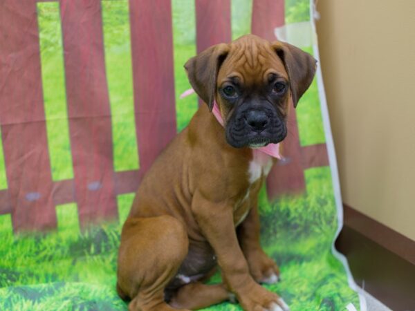 Boxer DOG Female Mahogany with Black Mask and White Markings 12862 Petland Wichita, Kansas