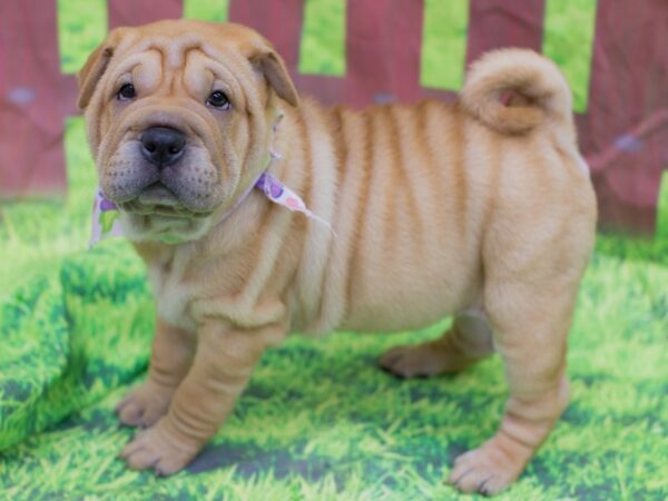 Ori-Pei-DOG-Female-Fawn-12831-Petland Wichita, Kansas