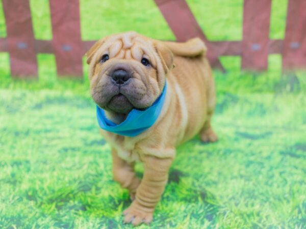 Ori-Pei-DOG-Male-Fawn-12832-Petland Wichita, Kansas