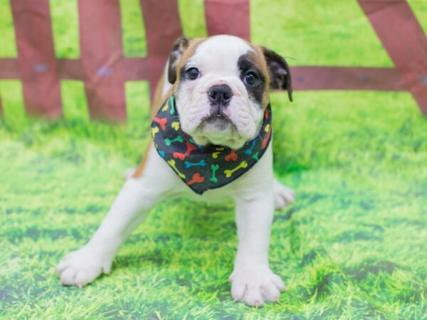 English Bulldog DOG Male Red and White 12834 Petland Wichita, Kansas