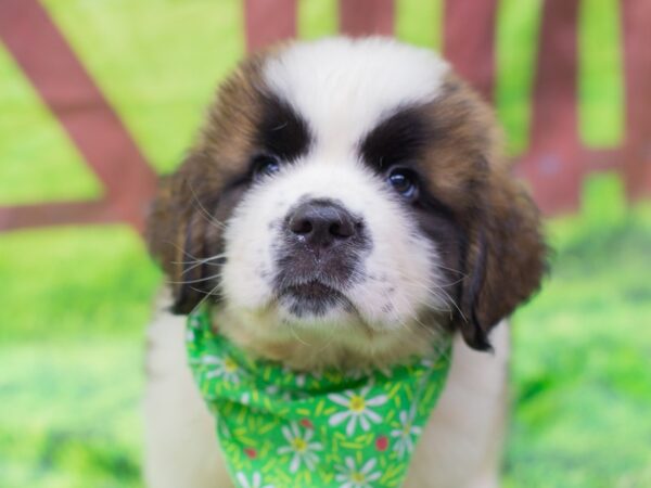 Saint Bernard DOG Male Brown and White with Black Mask 12833 Petland Wichita, Kansas