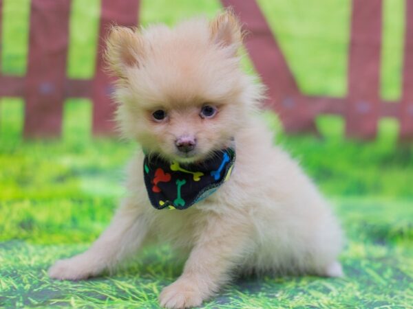 Pomeranian DOG Male Cream 12866 Petland Wichita, Kansas