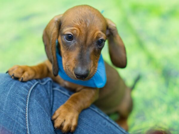 Miniature Dachshund DOG Male Red Sable 12861 Petland Wichita, Kansas