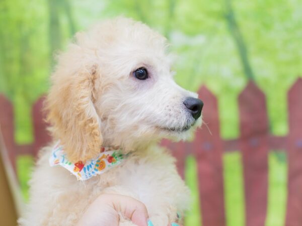 Miniature Goldendoodle DOG Female Golden 12860 Petland Wichita, Kansas