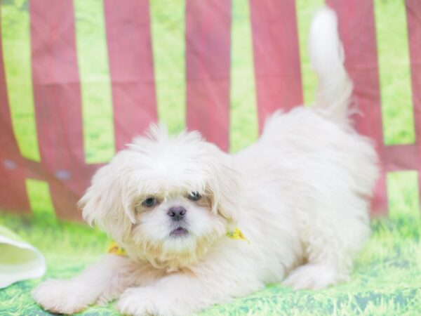 Peke-A-Tzu DOG Female White & Biscuit 12859 Petland Wichita, Kansas