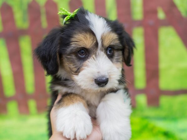 F1B Aussiedoodle-DOG-Female-Tri Color-12836-Petland Wichita, Kansas