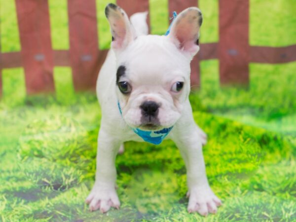 French Bulldog DOG Male Black and White Piebald 12838 Petland Wichita, Kansas