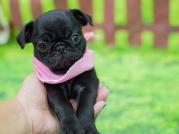 Pug DOG Female Black 12839 Petland Wichita, Kansas