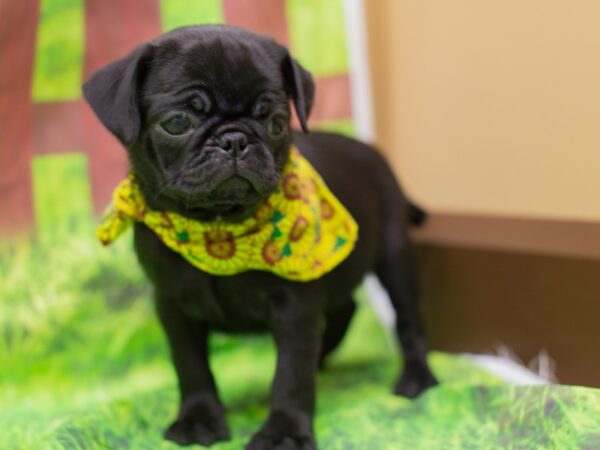 Pug DOG Female Black 12840 Petland Wichita, Kansas