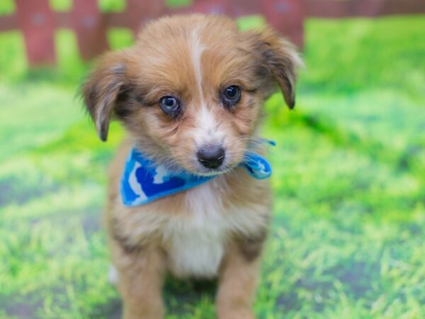 F1B Aussiedoodle-DOG-Male-Red Merle-12837-Petland Wichita, Kansas