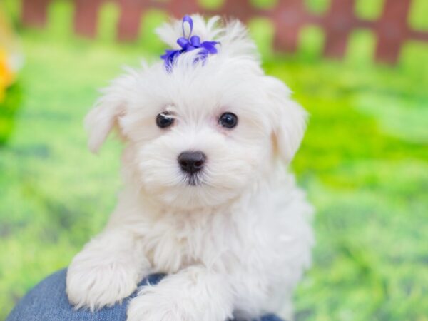 Maltese DOG Female White 12852 Petland Wichita, Kansas