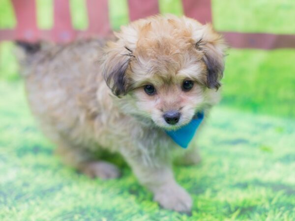 Toy Pompoo DOG Male Light Brindle 12858 Petland Wichita, Kansas