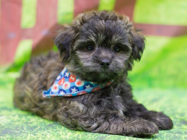 Toy Pompoo DOG Male Dark Brindle 12857 Petland Wichita, Kansas