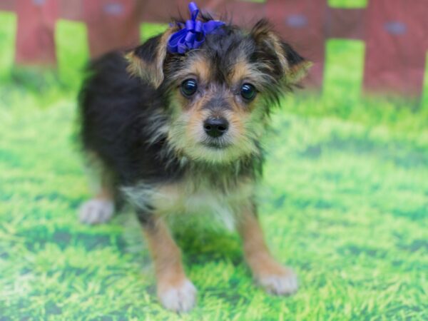 Morkie DOG Female Black and Tan 12856 Petland Wichita, Kansas