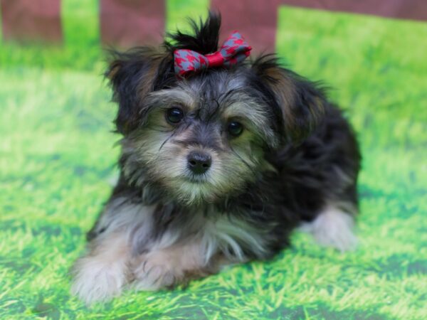 Morkie DOG Female Black and Tan 12855 Petland Wichita, Kansas