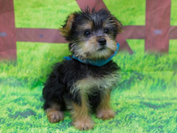 Morkie DOG Male Black and Tan 12853 Petland Wichita, Kansas