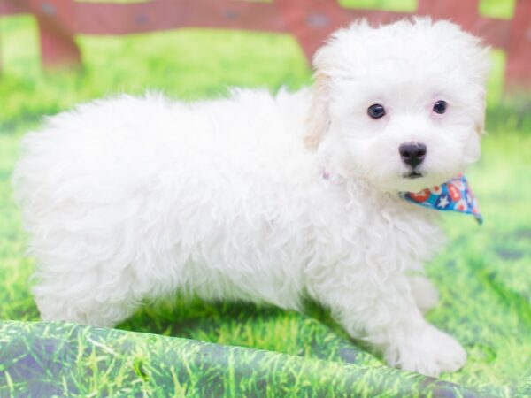 Toy ShihPoo DOG Male White 12845 Petland Wichita, Kansas