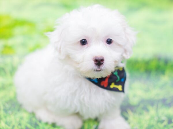 Toy ShihPoo DOG Male White 12846 Petland Wichita, Kansas