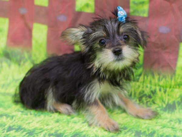 Morkie DOG Female Black and Tan 12854 Petland Wichita, Kansas