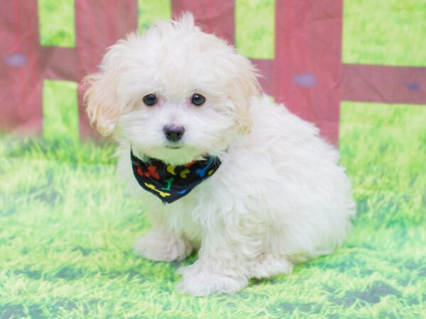 Toy ShihPoo DOG Male Cream 12847 Petland Wichita, Kansas