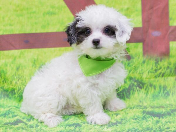 Toy ShihPoo-DOG-Male-White with Black Eyes-12848-Petland Wichita, Kansas