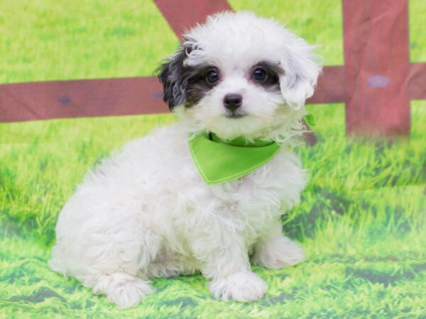 Toy ShihPoo DOG Male White with Black Eyes 12848 Petland Wichita, Kansas