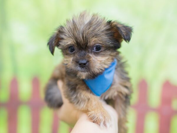 Shorkie DOG Male Sable 12844 Petland Wichita, Kansas