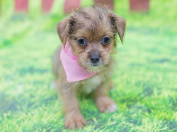 Shorkie DOG Female Blue Fawn 12841 Petland Wichita, Kansas