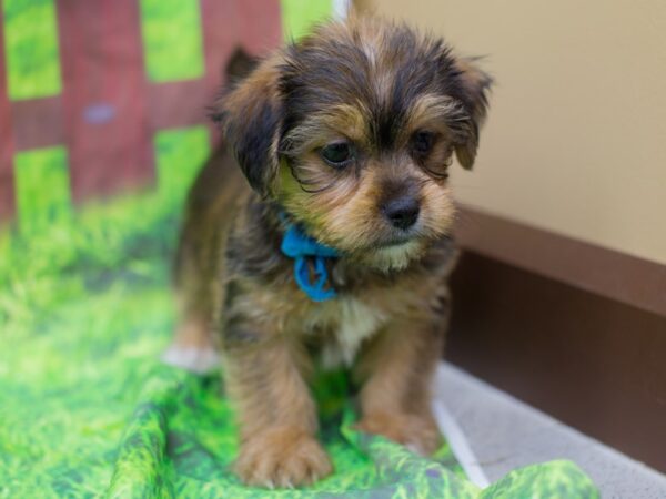 Shorkie DOG Male Sable 12843 Petland Wichita, Kansas