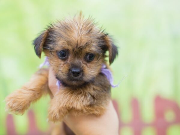 Shorkie DOG Female Sable 12842 Petland Wichita, Kansas