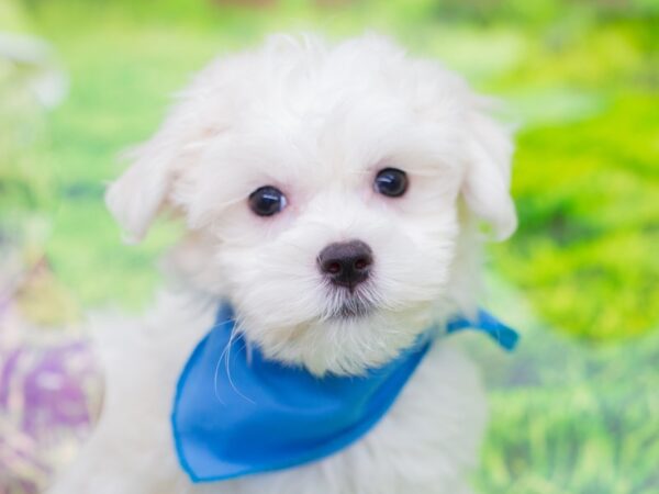 Maltese DOG Male White 12851 Petland Wichita, Kansas