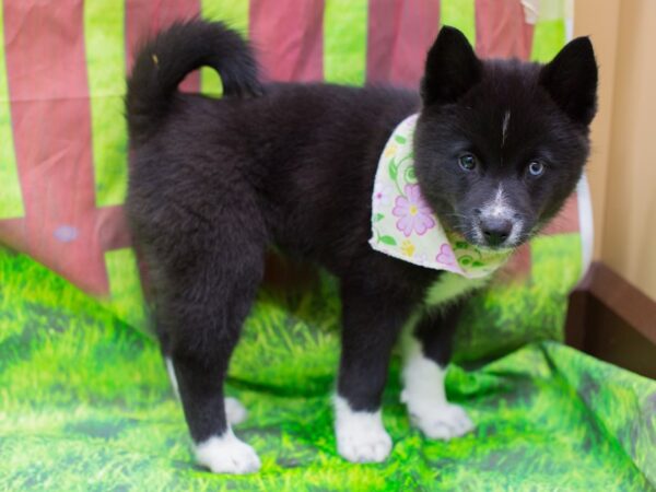 Pomsky DOG Female Black and White 12898 Petland Wichita, Kansas