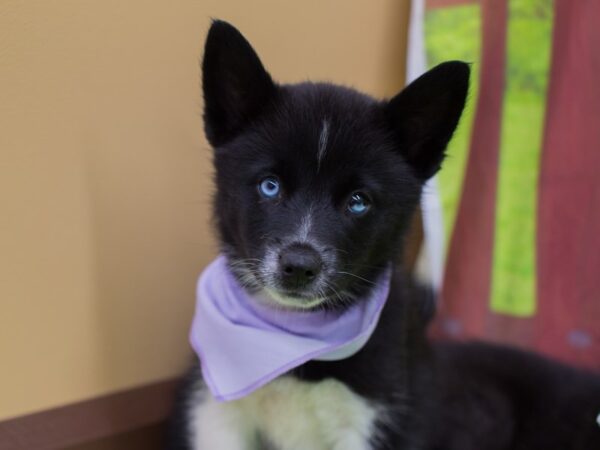 Pomsky DOG Female Black and White 12897 Petland Wichita, Kansas