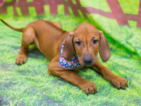 Rhodesian Ridgeback-DOG-Male-Red Wheaten-12896-Petland Wichita, Kansas