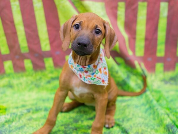 Rhodesian Ridgeback-DOG-Female-Red Wheaten-12895-Petland Wichita, Kansas