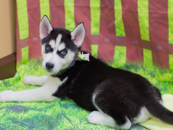 Siberian Husky DOG Female Black and White 12894 Petland Wichita, Kansas