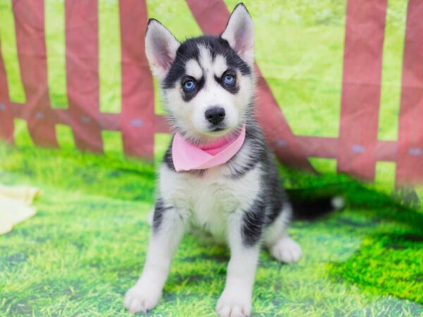 Siberian Husky DOG Female Black and White 12893 Petland Wichita, Kansas