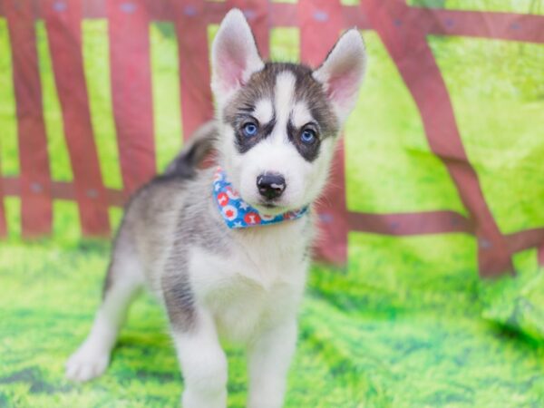 Siberian Husky-DOG-Male-Grey and White-12892-Petland Wichita, Kansas