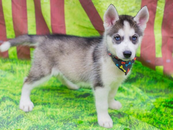 Siberian Husky DOG Male Grey and White 12891 Petland Wichita, Kansas